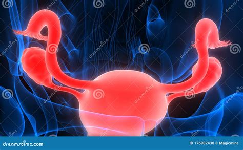 Female Internal Organs Reproductive System Anatomy Stock Illustration