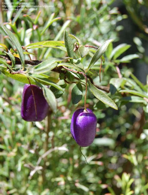 Plantfiles Pictures Billardiera Species Climbing Blueberry Purple