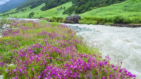 On their trail is yeti, played by famous star naseeruddin shah. Valley of Flowers Trek | Best Himalayan Trek for Monsoon India