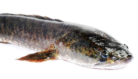 Ada dua spesies dalam genus ini, keduanya ditemukan di amerika selatan. Khasiat Luarbiasa Albumin Ikan Gabus | Bebeja.com