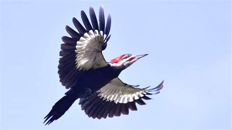 Rare Birds Of Indiana Unique Rare Bird