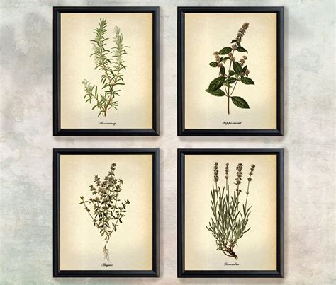 Herbs Vintage Botanical Prints Rosemary Peppermint Thyme Etsy Etsy