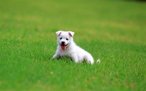 Puppy Backgrounds Wallpaper High Definition High Quality Widescreen