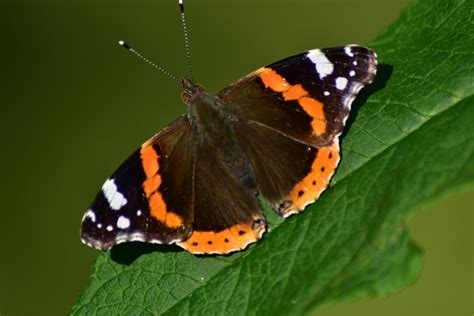 A portfolio - Why Photograph Butterflies in Scotland? » The John Byrne ...