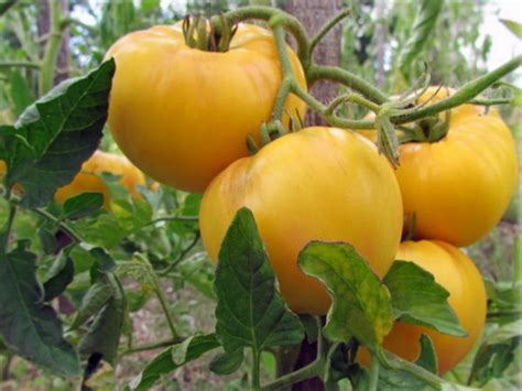 Tomato Yellow Giant Description Reviews Photos Yield