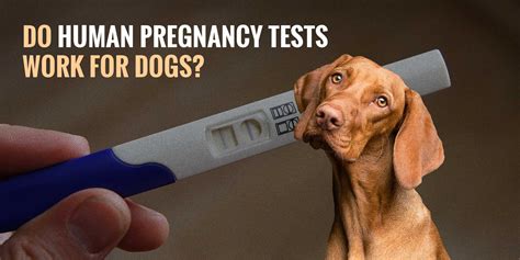 Could A Human Get A Dog Pregnant