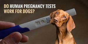 Top 6 Best Dog Pregnancy Test Kits In 2023