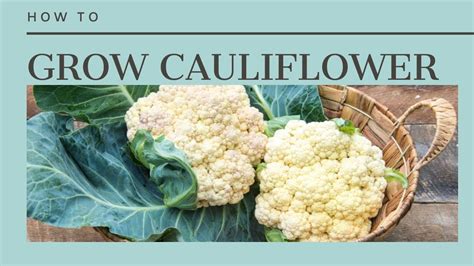 The Complete Guide To Growing Cauliflower Youtube