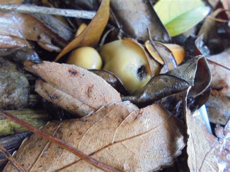 P. subsecotioides, specimens that drop spores and specimens that don't