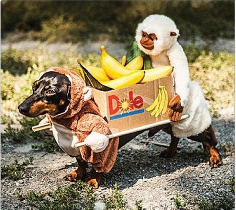 Dog As Bananas Banana Costumes Banana Costume Ideas Costumei