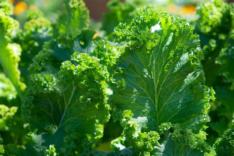 Kale Growing Stages How To Get The Most Out Of Your Plant
