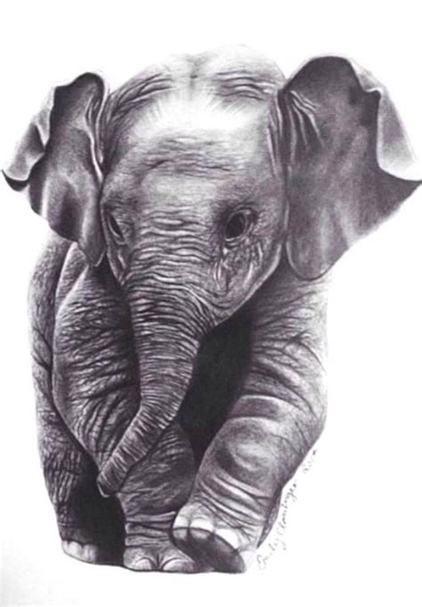 Elephant Pencil Print Baby Elephant Drawing Elephant Drawing