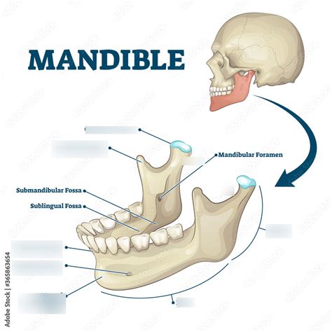 Mandible Anatomy Diagram Quizlet