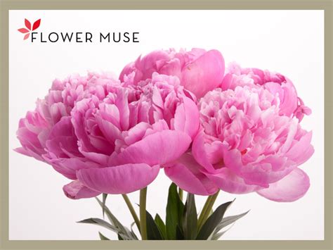 You can shop for your flowers or plants by occasion and select from arrangements. Flower Muse Peonies Giveaway & 'Your Great Idea' Link ...