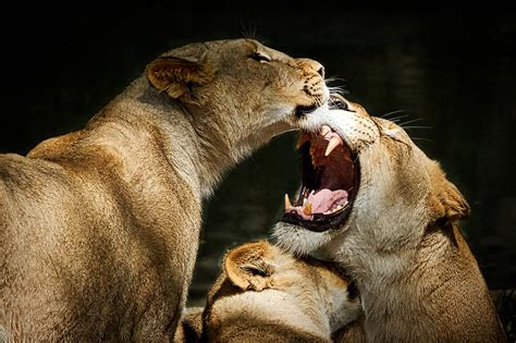 Three Lions Playing Photograph By Stuart Litoff Fine Art America