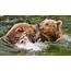 Two Grizzly Bears In Water 4K Wallpapers  HD