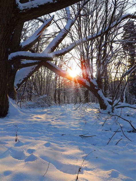 Free Images Landscape Tree Nature Forest Wilderness Branch Snow