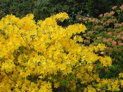 13 Beautiful Yellow Flowering Shrubs Thatll Bring Happiness