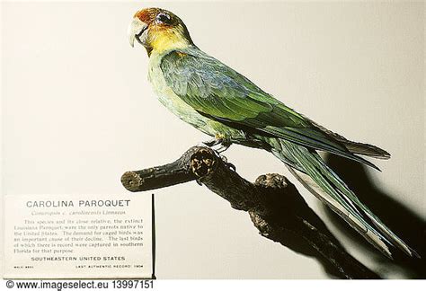 Carolina Parakeet Extinct Carolina Parakeet Extinct Carolina Conure Carolina Conure