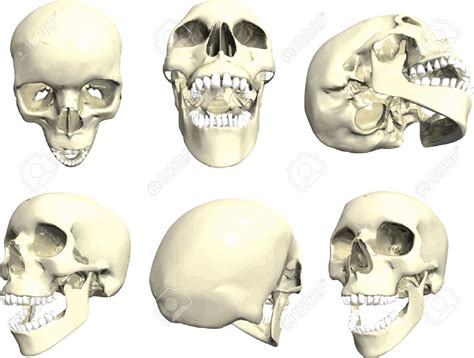 Art Reference Human Skull Skull