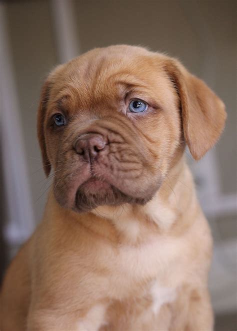 Dogue De Bordeaux Puppy Mastiff Breeds Mastiff Dogs Boxer Mix French