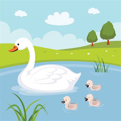 Swan Illustrations Royalty Free Vector Graphics And Clip Art Istock