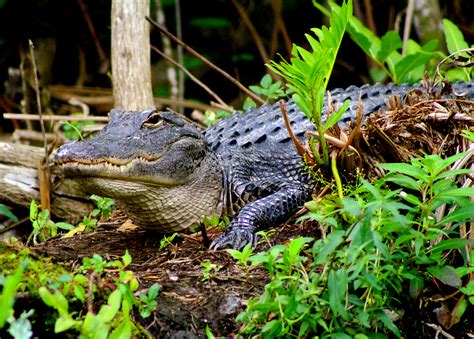 Everglades Alligator Safari in Florida, USA - Uncover Travel