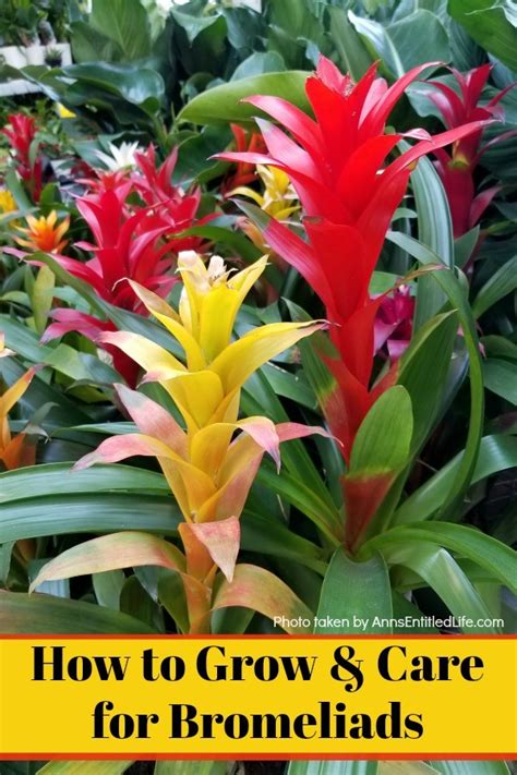 How To Grow And Care For Bromeliads