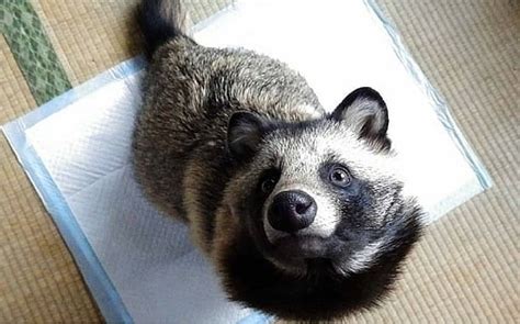 This Adorable Japanese Raccoon Dog Has Charmed People All Around The