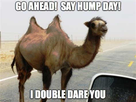 Funniest Happy Hump Day Memes That Makes You Fun Funny Happy Hump
