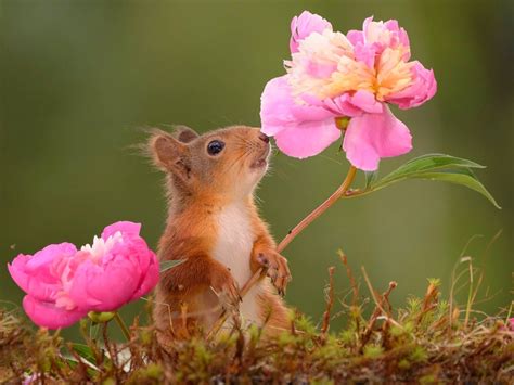 Cute Squirrel Wallpaper By Hende09 5a Free On Zedge