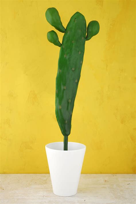 Cacti and other succulents can be kept in a dish garden when small. Tall 17" Cactus Stem Large