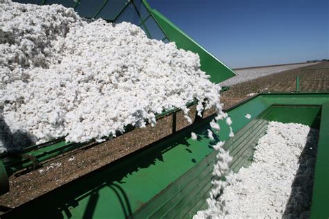 California Cotton Primed For Success In 2018