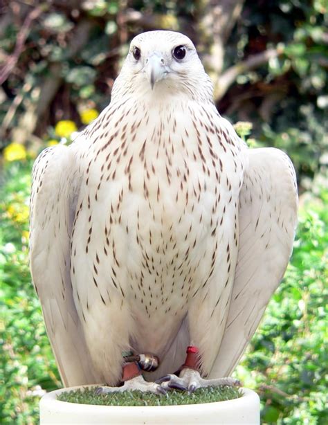 White Peregrine Falcon Pet Birds Nature Animals Raptors Bird