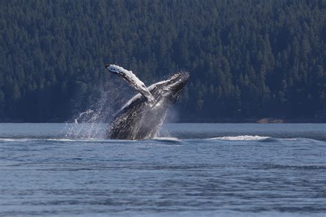 The Best Places To Go Whale Watching In Canada