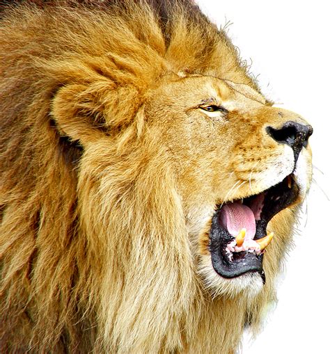 Roaring Lion Png png image