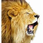 Lion Roar Transparent Background Icons Backgrounds