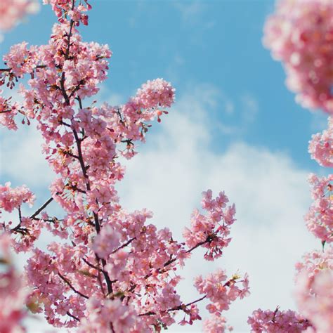Anime Cherry Blossom Wallpaper Outlet Save 63 Jlcatj Gob Mx