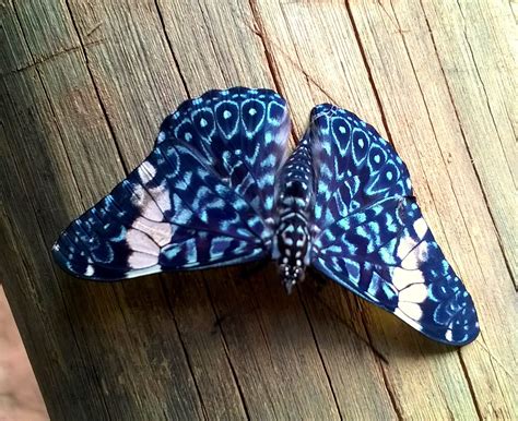 Starry Night Cracker Butterfly Hamadryas Laodamia Butterfly