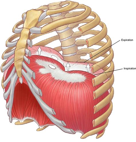 Chest Muscles Antomy Applied Anatomy Of The Chest Wal