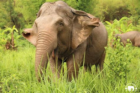 Baby Wan Mai Save Elephant Foundation