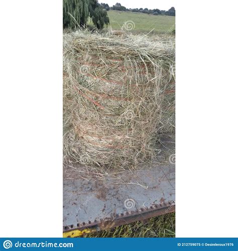 Eragrostis Teff Grass Hay Bales Wrapped With Orange String That Is