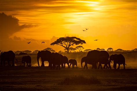 Herd Of African Elephants At Golden Sunset Stock Photo Download Image