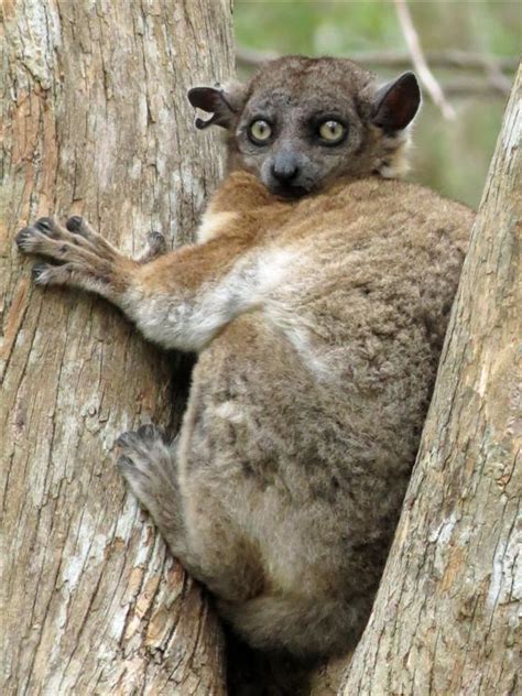 Hubbards Sportive Lemur Beast Wars Transformers Wiki