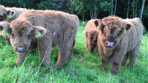 Scottish Highland Cattle In Finland Fluffy Calves Everywhere