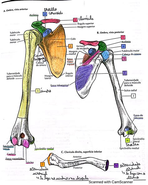 Anatomia Dos Membros Superiores
