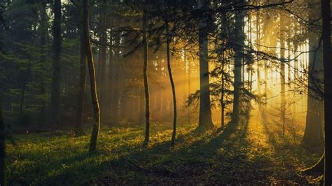 Photography Landscape Nature Forest Sunrise Grass Trees Sunbeams