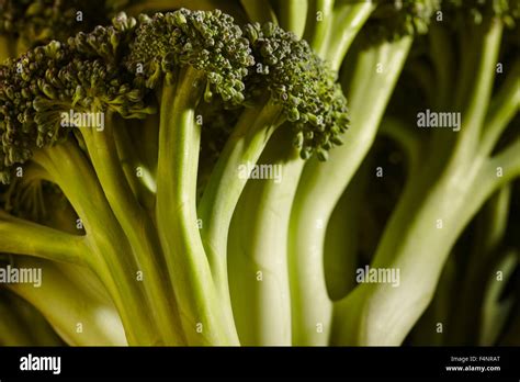 A Head Of Fresh Raw Broccoli Stock Photo Alamy