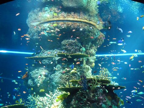 Sea Aquarium Singapore Worlds Largest Aquarium At