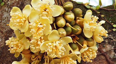 85 Jenis Bunga Durian